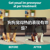 狗狗觉得热的表现有哪些?(图2) 狗狗觉得热的表现有哪些?(图2)