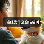 猫咪为什么会喵喵叫?(图4) 猫咪为什么会喵喵叫?(图4)