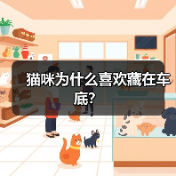 猫咪为什么喜欢藏在车底?(图2) 猫咪为什么喜欢藏在车底?(图2)