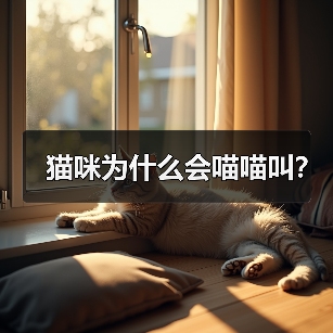 猫咪为什么会喵喵叫?(图2) 猫咪为什么会喵喵叫?(图2)