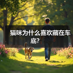 猫咪为什么喜欢藏在车底?(图4) 猫咪为什么喜欢藏在车底?(图4)