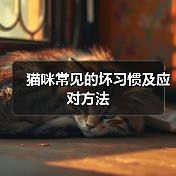 猫咪常见的坏习惯及应对方法(图2) 猫咪常见的坏习惯及应对方法(图2)