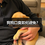 狗狗口臭如何避免?(图2) 狗狗口臭如何避免?(图2)