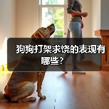 狗狗打架求饶的表现有哪些?(图2) 狗狗打架求饶的表现有哪些?(图2)