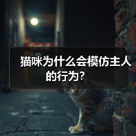 猫咪为什么会模仿主人的行为?(图4) 猫咪为什么会模仿主人的行为?(图4)