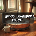 猫咪为什么会模仿主人的行为?(图2) 猫咪为什么会模仿主人的行为?(图2)