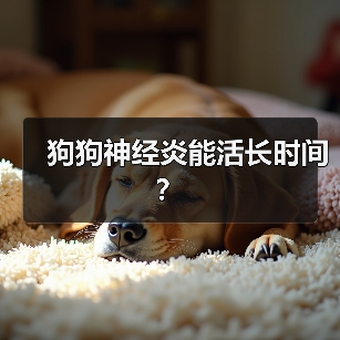 狗狗神经炎能活长时间?(图2) 狗狗神经炎能活长时间?(图2)