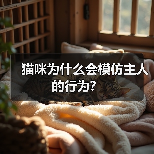 猫咪为什么会模仿主人的行为?(图3) 猫咪为什么会模仿主人的行为?(图3)