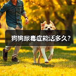 狗狗尿毒症能活多久？(图3)
