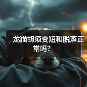 龙猫胡须变短和脱落正常吗?(图1) 龙猫胡须变短和脱落正常吗?(图1)
