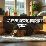 龙猫胡须变短和脱落正常吗?(图4) 龙猫胡须变短和脱落正常吗?(图4)