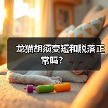 龙猫胡须变短和脱落正常吗?(图3) 龙猫胡须变短和脱落正常吗?(图3)