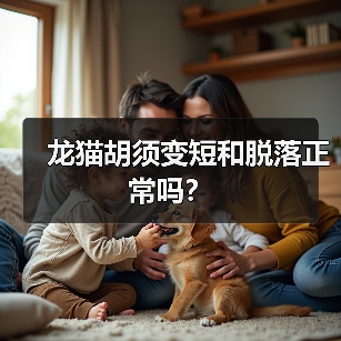 龙猫胡须变短和脱落正常吗?(图2) 龙猫胡须变短和脱落正常吗?(图2)