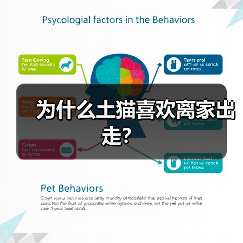 为什么土猫喜欢离家出走？(图2)