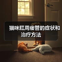 猫咪肛周瘘管的症状和治疗方法(图3) 猫咪肛周瘘管的症状和治疗方法(图3)