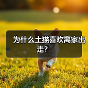 为什么土猫喜欢离家出走？(图4)