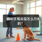 猫咪牙周炎是怎么引起的?(图2) 猫咪牙周炎是怎么引起的?(图2)