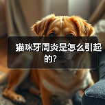 猫咪牙周炎是怎么引起的?(图4) 猫咪牙周炎是怎么引起的?(图4)
