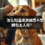怎么知道流浪猫想不想拥有主人呢?(图3) 怎么知道流浪猫想不想拥有主人呢?(图3)