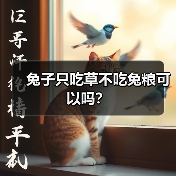 兔子只吃草不吃兔粮可以吗？(图1)
