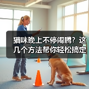 猫咪晚上不停闹腾？这几个方法帮你轻松搞定(图3)