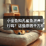 小金鱼和孔雀鱼混养可行吗？这些原因千万别忽视(图3)
