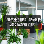 湿气重别慌?4种食物温和祛湿有妙招(图3) 湿气重别慌?4种食物温和祛湿有妙招(图3)