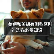 美短和英短有哪些区别?选猫必备知识(图4) 美短和英短有哪些区别?选猫必备知识(图4)