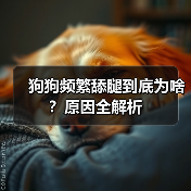 狗狗频繁舔腿到底为啥?原因全解析(图3) 狗狗频繁舔腿到底为啥?原因全解析(图3)