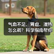气血不足、肾虚、湿热怎么调?科学指南帮你精准改善体质(图1) 气血不足、肾虚、湿热怎么调?科学指南帮你精准改善体质(图1)