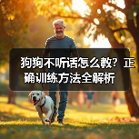 狗狗不听话怎么教?正确训练方法全解析(图2) 狗狗不听话怎么教?正确训练方法全解析(图2)