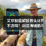艾草能缓解股骨头坏死不适吗？别混淆辅助与治疗(图4)