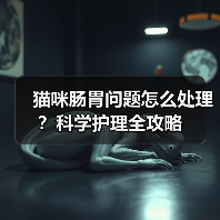 猫咪肠胃问题怎么处理?科学护理全攻略(图3) 猫咪肠胃问题怎么处理?科学护理全攻略(图3)