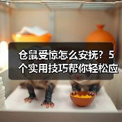 仓鼠受惊怎么安抚?5个实用技巧帮你轻松应对(图4) 仓鼠受惊怎么安抚?5个实用技巧帮你轻松应对(图4)