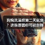 狗狗洗澡后第二天就臭?这些原因你可能忽略!(图4) 狗狗洗澡后第二天就臭?这些原因你可能忽略!(图4)