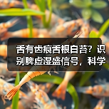 舌有齿痕舌根白苔?识别脾虚湿盛信号,科学调理有方法(图3) 舌有齿痕舌根白苔?识别脾虚湿盛信号,科学调理有方法(图3)