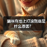 猫咪在地上打滚到底是什么原因?(图4) 猫咪在地上打滚到底是什么原因?(图4)