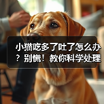 小猫吃多了吐了怎么办？别慌！教你科学处理(图3)