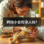 狗细小会传染人吗?(图2) 狗细小会传染人吗?(图2)