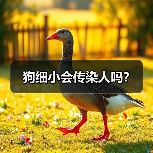狗细小会传染人吗?(图3) 狗细小会传染人吗?(图3)