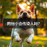 狗细小会传染人吗?(图1) 狗细小会传染人吗?(图1)