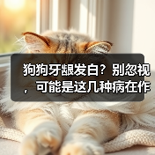 狗狗牙龈发白?别忽视,可能是这几种病在作祟(图2) 狗狗牙龈发白?别忽视,可能是这几种病在作祟(图2)