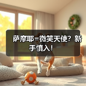 萨摩耶=微笑天使?新手慎入!(图2) 萨摩耶=微笑天使?新手慎入!(图2)