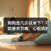 狗狗走几步就坐下?可能是关节痛、心脏病的信号(图2) 狗狗走几步就坐下?可能是关节痛、心脏病的信号(图2)