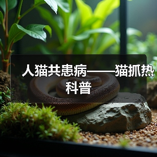 人猫共患病——猫抓热科普(图3) 人猫共患病——猫抓热科普(图3)