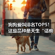 狗狗爱叫排名TOP5!这些品种是天生“话痨”(图2) 狗狗爱叫排名TOP5!这些品种是天生“话痨”(图2)
