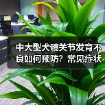 中大型犬髋关节发育不良如何预防?常见症状早发现早干预(图1) 中大型犬髋关节发育不良如何预防?常见症状早发现早干预(图1)