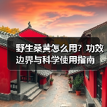 野生桑黄怎么用?功效边界与科学使用指南(图1) 野生桑黄怎么用?功效边界与科学使用指南(图1)