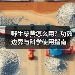 野生桑黄怎么用?功效边界与科学使用指南(图2) 野生桑黄怎么用?功效边界与科学使用指南(图2)