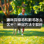 猫咪蒜瓣毛和脏毛怎么区分?辨别方法全解析(图2) 猫咪蒜瓣毛和脏毛怎么区分?辨别方法全解析(图2)